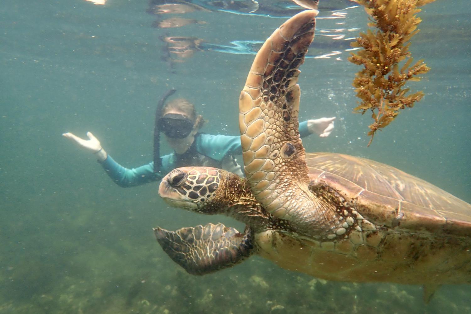 一名<a href='http://qfhz.ngskmc-eis.net'>全球十大赌钱排行app</a>学生在Galápagos群岛游学途中与一只巨龟游泳.